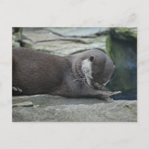 Carte Postale Otter