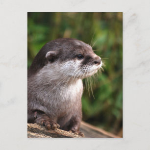 Carte Postale otter-342