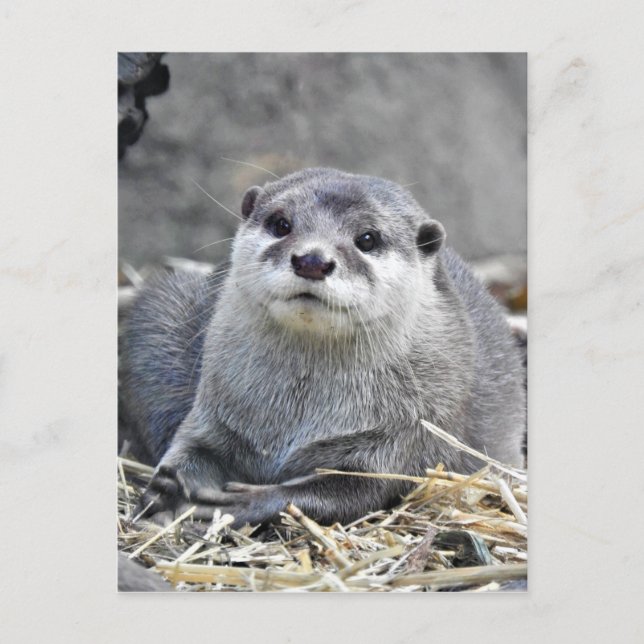Carte Postale Otter asiatique à petite taille (Devant)