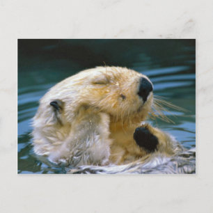Carte Postale Otter dans la piscine