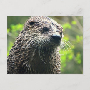 Carte postale Otter de l'État de Washington