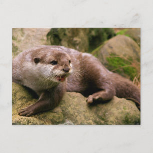 Carte postale Otter en colère