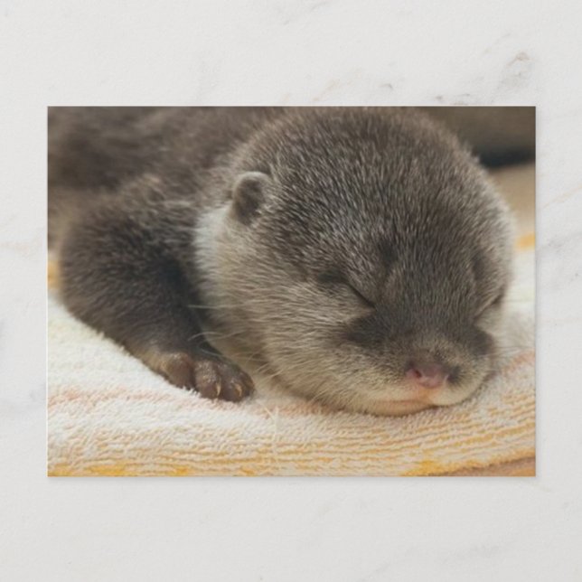 Carte Postale Otter endormi (Devant)