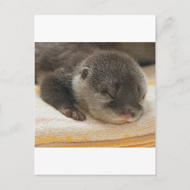 Carte Postale Otter endormi (Devant)
