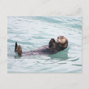 Carte Postale Otter flottant en Alaska