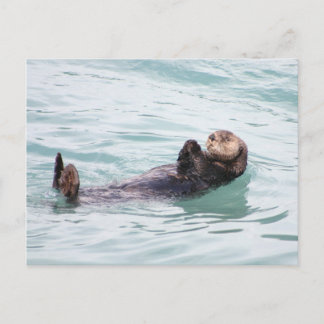 Carte Postale Otter flottant en Alaska