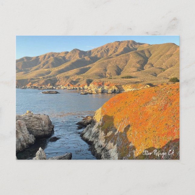 Carte Postale Otter Refuge, CA (Devant)