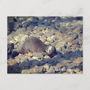 Carte Postale Otter Short Clawed au zoo de Drusillas dans l'est