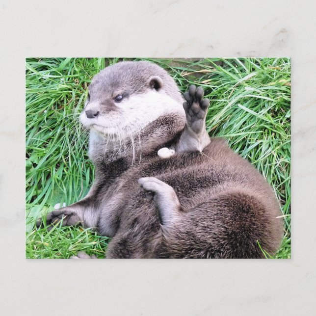 CARTE POSTALE OTTERS (Devant)