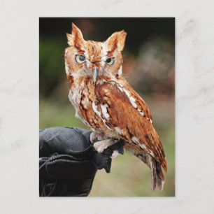Carte postale Otus asio de la Chouette à cris de l