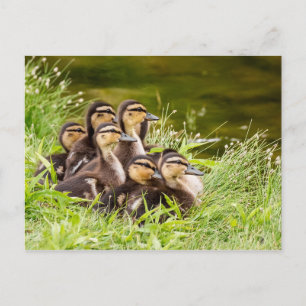 Carte Postale Où est maman ?