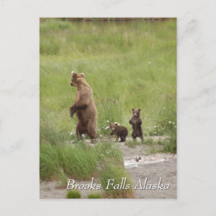 Carte Postale Où on va maman, Brooks Falls Alaska