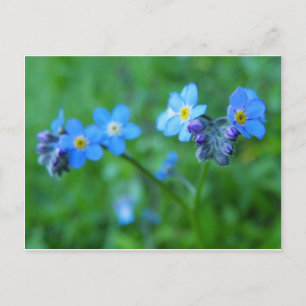 Carte Postale Oublie-moi-pas les bleus