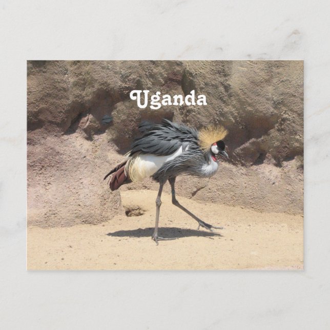 Carte Postale Ouganda Grue de crue (Devant)