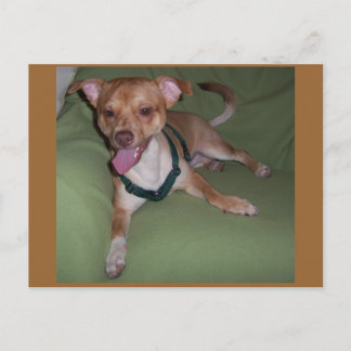 Carte Postale Oui, Je Suis Un Chihuahua