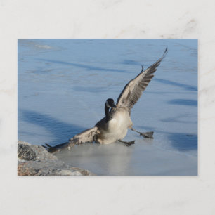 Carte Postale Oups !