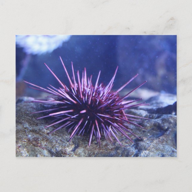 Carte Postale Ourchine de la mer Rouge (Devant)