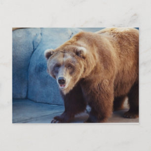 Carte Postale Ours 1