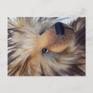 Carte Postale Ours à chair souple