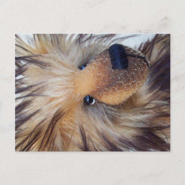 Carte Postale Ours à chair souple (Devant)