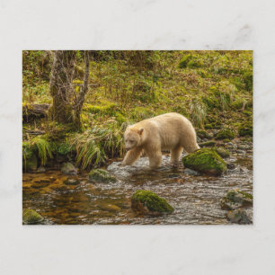 Carte Postale Ours à l'esprit blanc chasse le poisson dans le ru