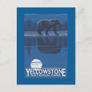 Carte Postale Ours au clair de lune - Parc national de Yellowsto