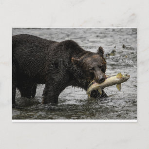 Carte Postale ours avec un saumon dans la bouche