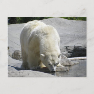 Carte Postale ours blanc