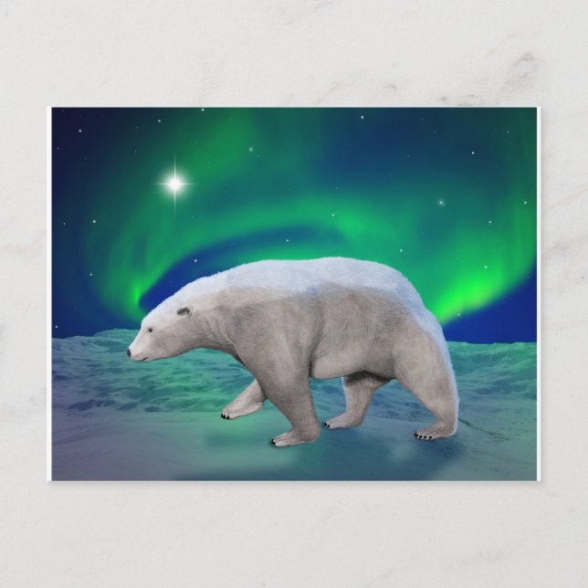Carte Postale Ours blanc (Devant)