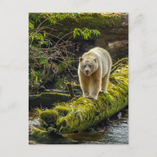 Carte Postale Ours blanc   Colombie-Britannique, Canada