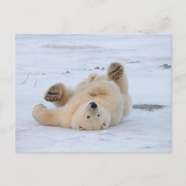 Carte Postale ours blanc, maritimus d'Ursus, petit animal (Devant)