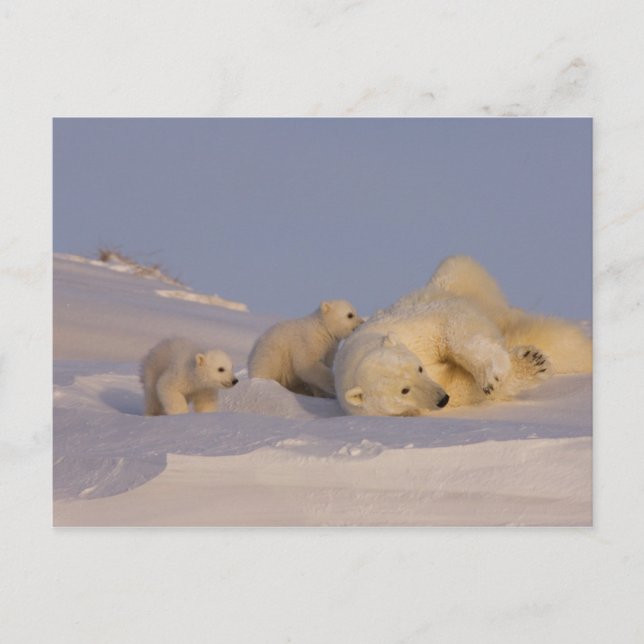 Carte Postale ours blanc, maritimus d'Ursus, truie jouant avec (Devant)