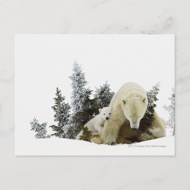Carte Postale Ours blancs au parc national de Wapusk (Devant)