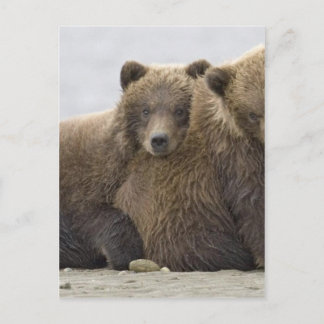 Carte Postale Ours Brown Aimer la nature