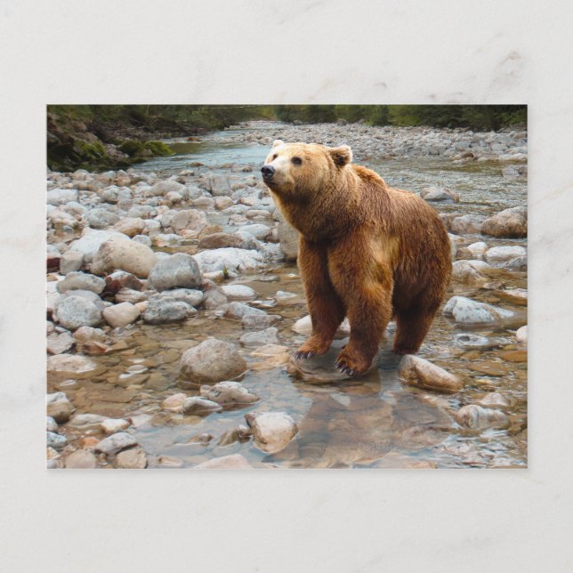 Carte Postale Ours Brown dans le ruisseau (Devant)