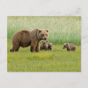 Carte Postale Ours Brown de l'Alaska avec des oursons dans une p