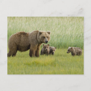 Carte Postale Ours Brown de l'Alaska et trois Cubs, Ursus
