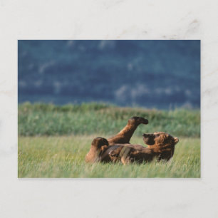 Carte Postale Ours Brown en jeu, Ursus arctos, Alaska