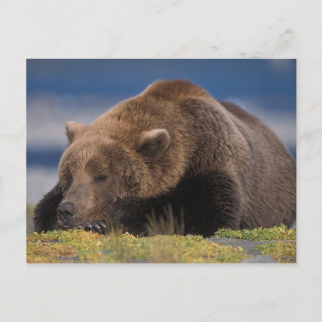 Carte Postale ours Brown, grizzli, faire la sieste, Katmai (Devant)