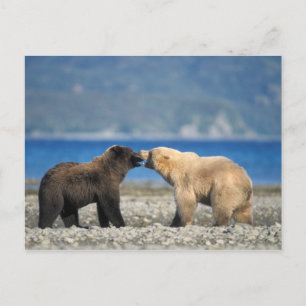 Carte Postale ours Brown, grizzli, jouer sur la plage,