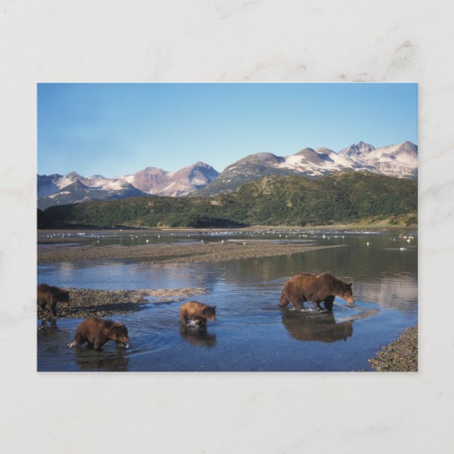 Carte Postale ours Brown, grizzli, truie et oursons (Devant)