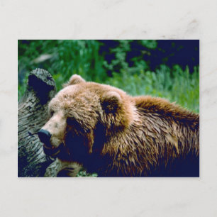 Carte Postale Ours Brown Kodiak