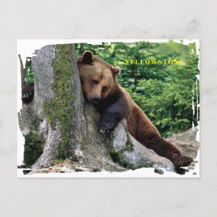 Carte postale Ours Brown Yellowstone