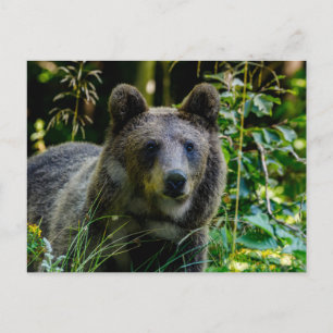 Carte Postale Ours brun