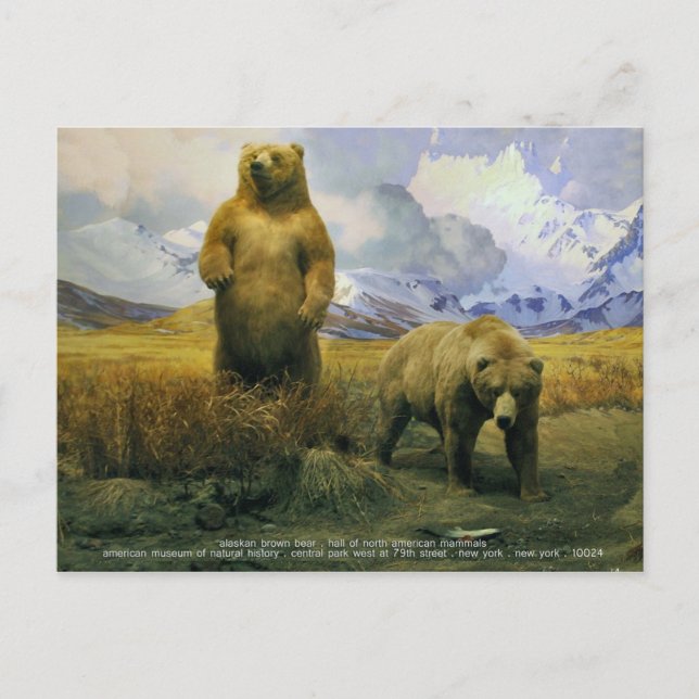 Carte Postale ours brun de l'Alaska (Devant)