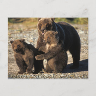 Carte Postale Ours brun, grizzly, truie avec ses oursons sur la