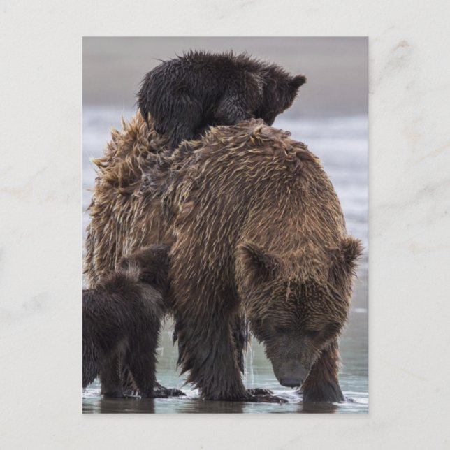 Carte Postale Ours brun | Parc national du lac Clark (Devant)