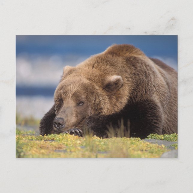 Carte Postale ours brun, Ursus arctos, grizzli, Ursus 8 (Devant)