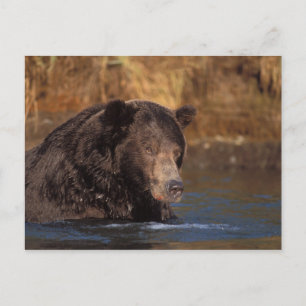 Carte Postale ours brun, Ursus arctos, grizzly, Ursus 5