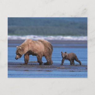 Carte Postale Ours brun, Ursus arctos, péninsule d'Alaska, 2